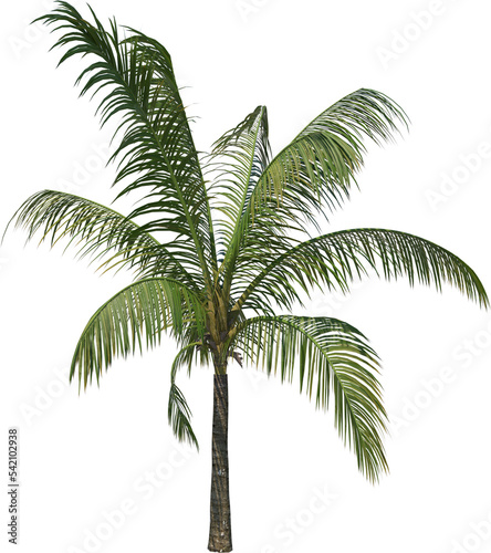Coconut tree palm cutout © safri
