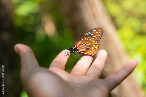 Monarch butterfly lands on a man's hand in Nature.