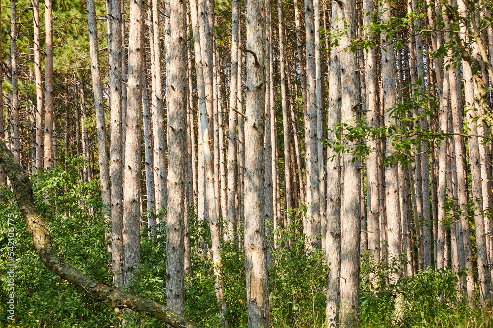 Forest with tall white bark trees growing straight up to the sky in Northern Minnesota USA Forest with tall white bark trees growing straight up to the sky in Northern Minnesota USA