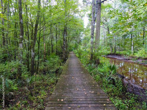 Boardwalk through a forest in Georgia