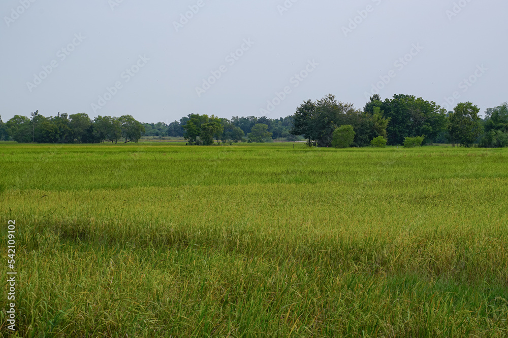 rice field and sky  Simple atmosphere in rural Thailand.