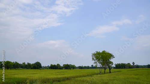 rice field and sky Simple atmosphere in rural Thailand.