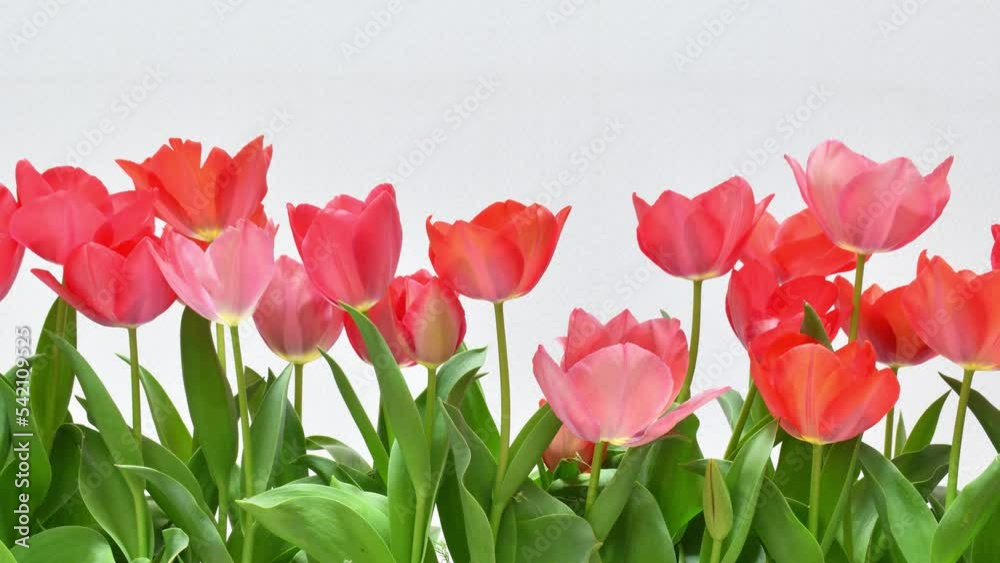 Time lapse of blooming tulips Time lapse of blooming tulips