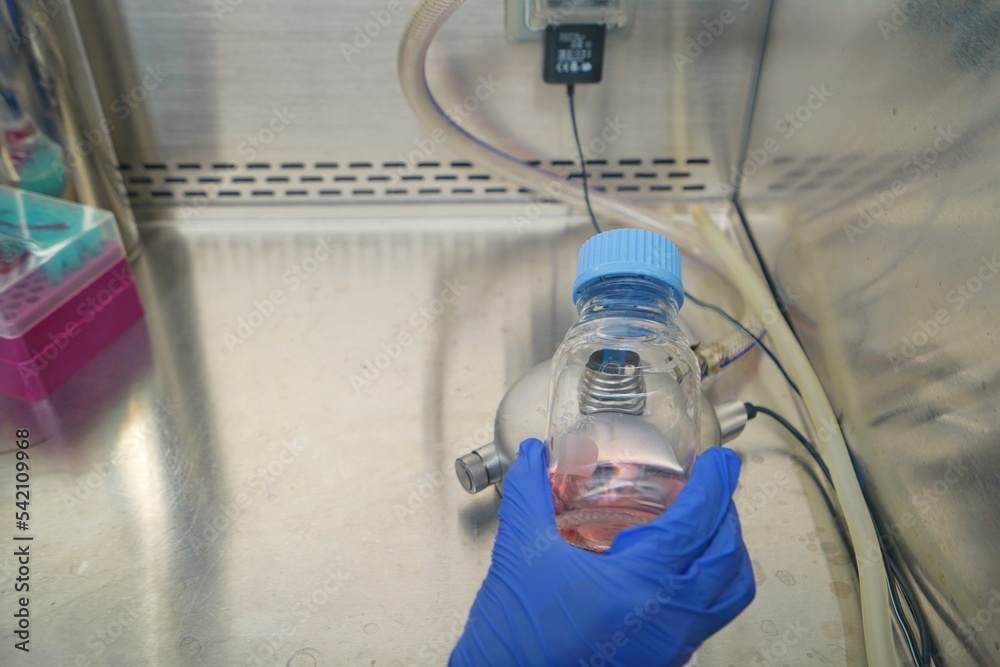Foto de The researcher using bunsen burner to sterile technique for ...