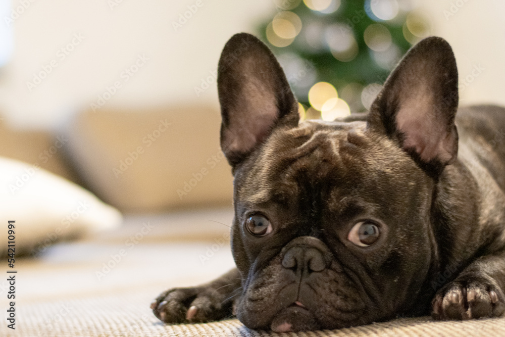 english bulldog puppy english bulldog puppy
