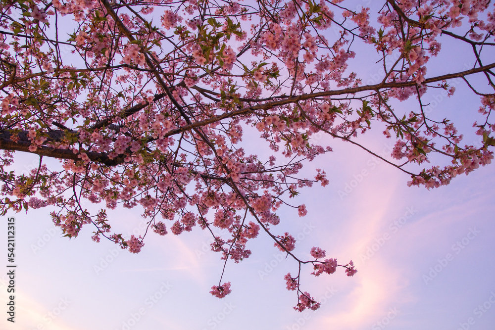 Sunset Sky and Sakura