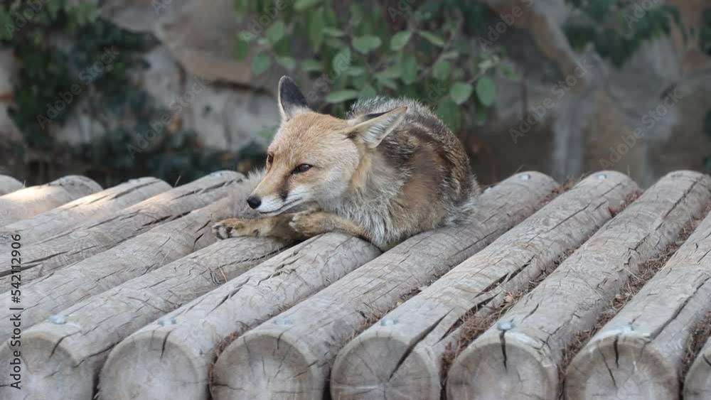 Japanese Red fox (Vulpes vulpes japonica) sitting in Baku zoo slow