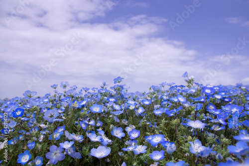 sky and nemophila