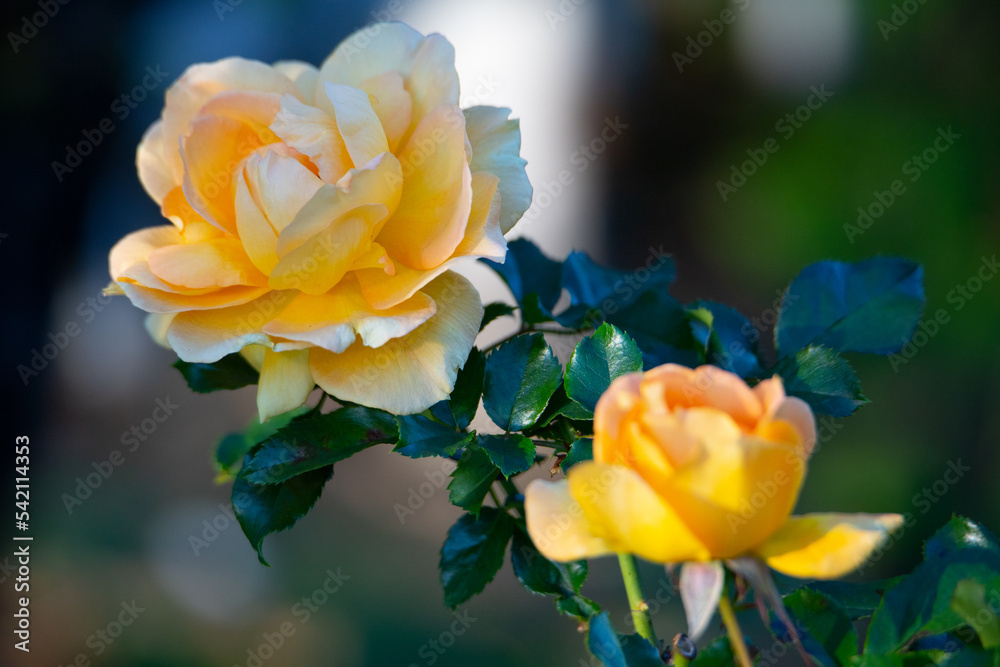 薔薇 薔薇