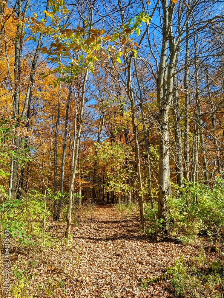 Sunlit Entrance into Autumn Woodland Sunlit Entrance into Autumn Woodland