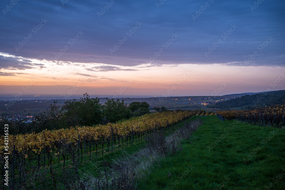 weinberg im herbst vor sonnenaufgang weinberg im herbst vor sonnenaufgang