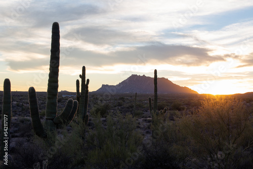 Desert at sunset with cacti and cloudy sky