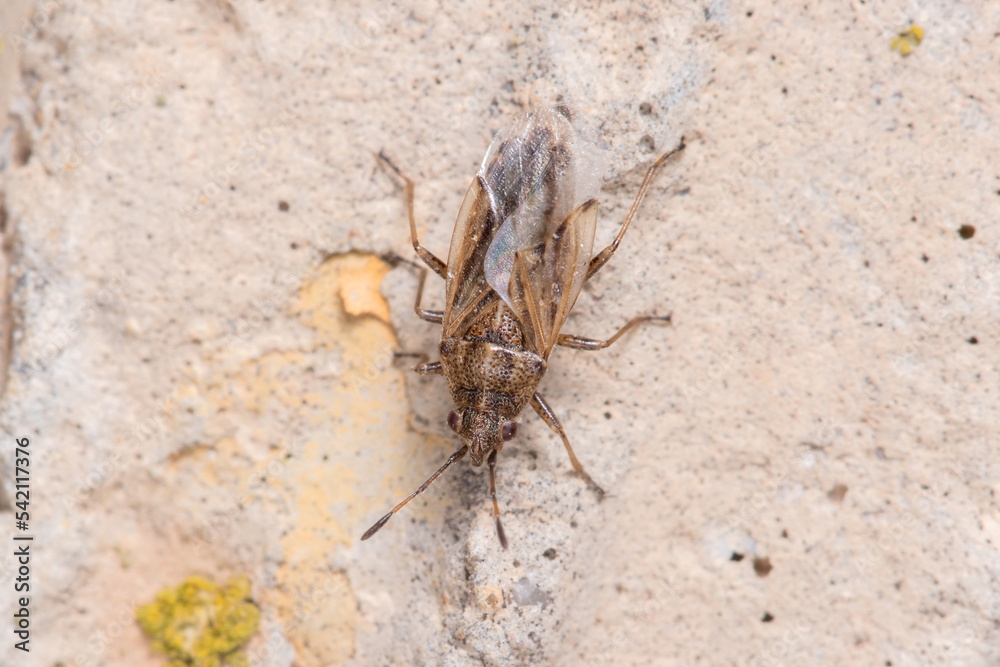 Seed bug Nysius sp. walking on a concrete wall on a sunny day Seed bug Nysius sp. walking on a concrete wall on a sunny day