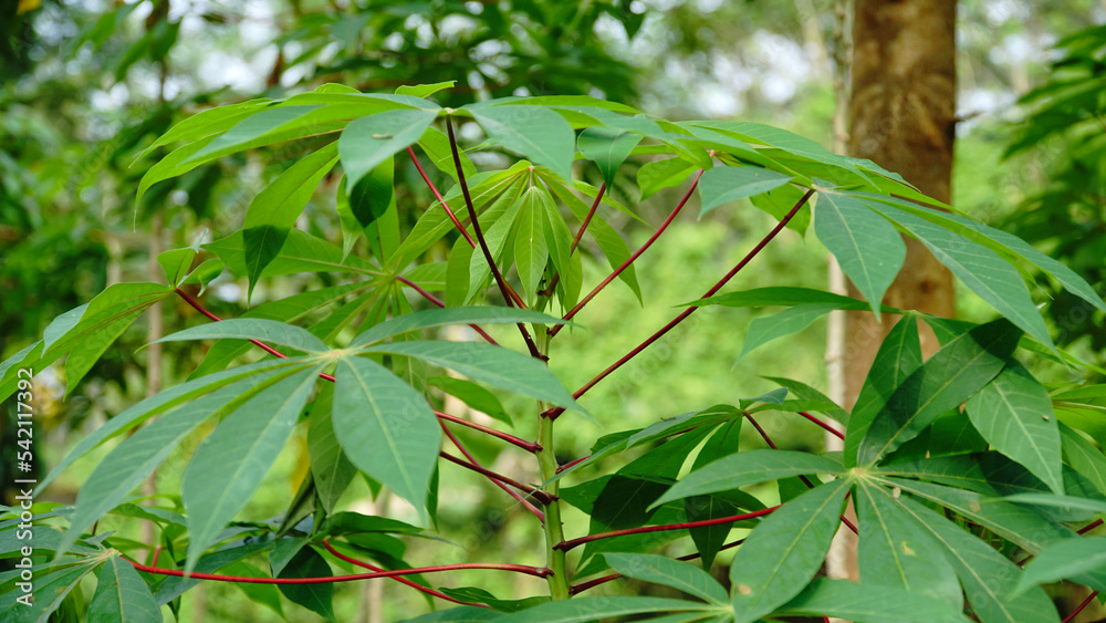 Cassava leaves with young leaf shoots that contain many benefits for the human body - Manihot esculenta Leaves Cassava leaves with young leaf shoots that contain many benefits for the human body - Manihot esculenta Leaves
