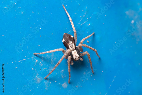 Fotobehang Running crab spider, Pulchellodromus sp