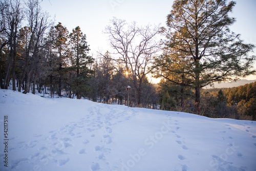 Fading sunset illuminates snow with footsteps in a high desert forest in winter. 