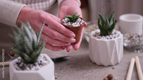 Woman holding small brown plastic Pot with Haworthia Succulent potted photo