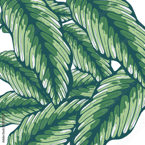 Leaves isolated on white. Green tropical leaves. Hand drawn vector illustration.