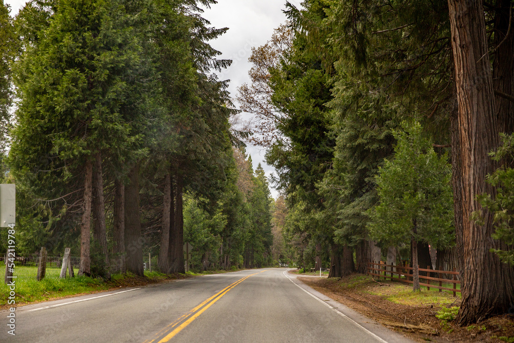 Road lined by large conifers in rural community