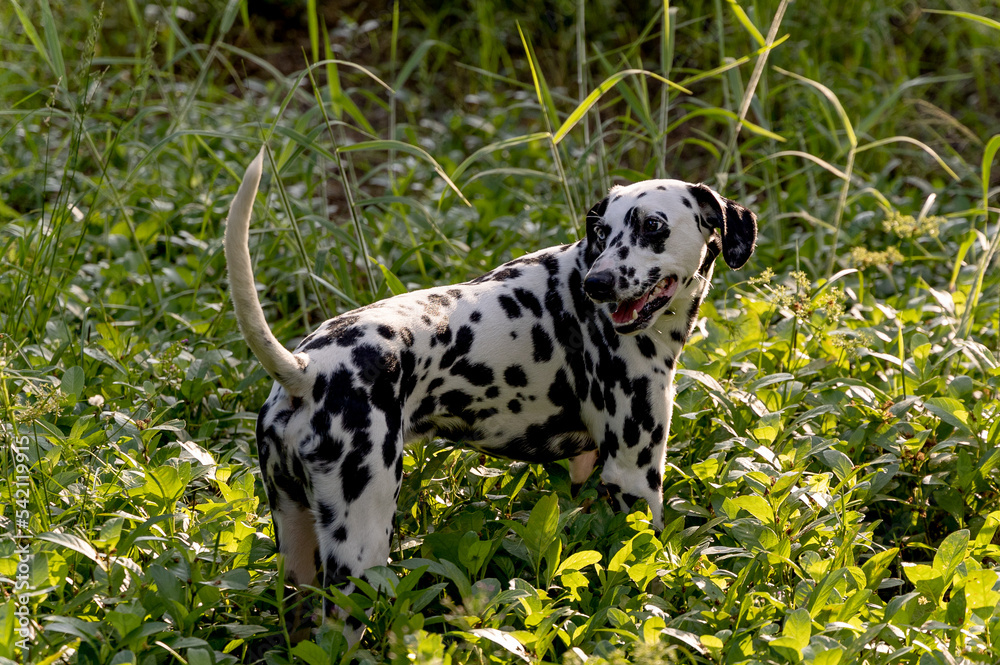 Dalmatian dog stand on little grass and bush with warm light and it look to the back.