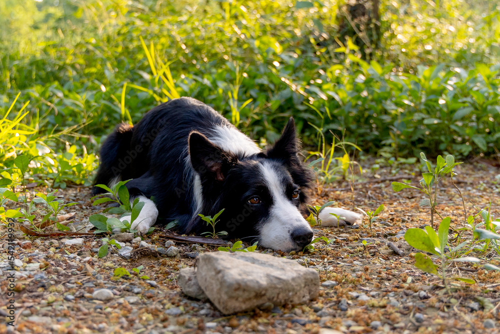 Border Collies lie down and squat in the forrest alone and look forwad with warm light reflect on grass in background.