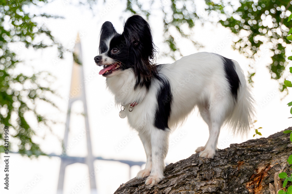 Obraz premium Papillon dog stand on brance of big tree with river bridge on background and it look happy during sunny day.