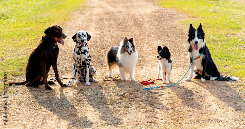 Group of different type dogs stand on the way or road as line formation and look at camera with sun light on background show shadows of each dog on the ground.