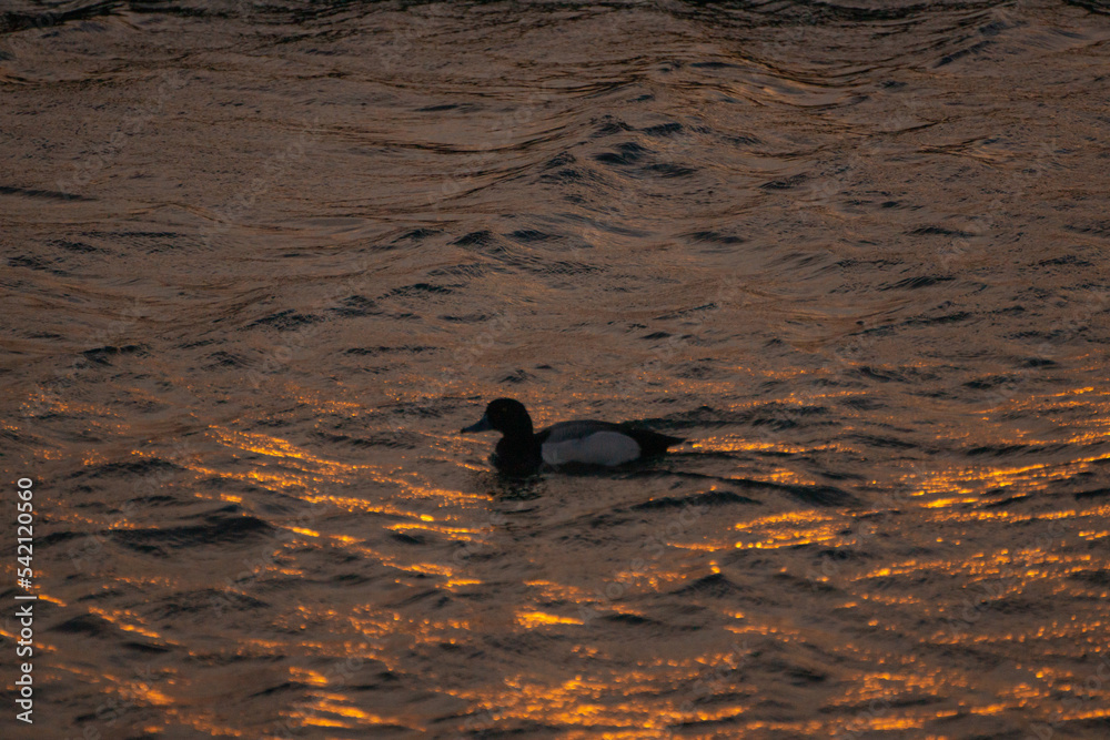 beautiful sunset reflection