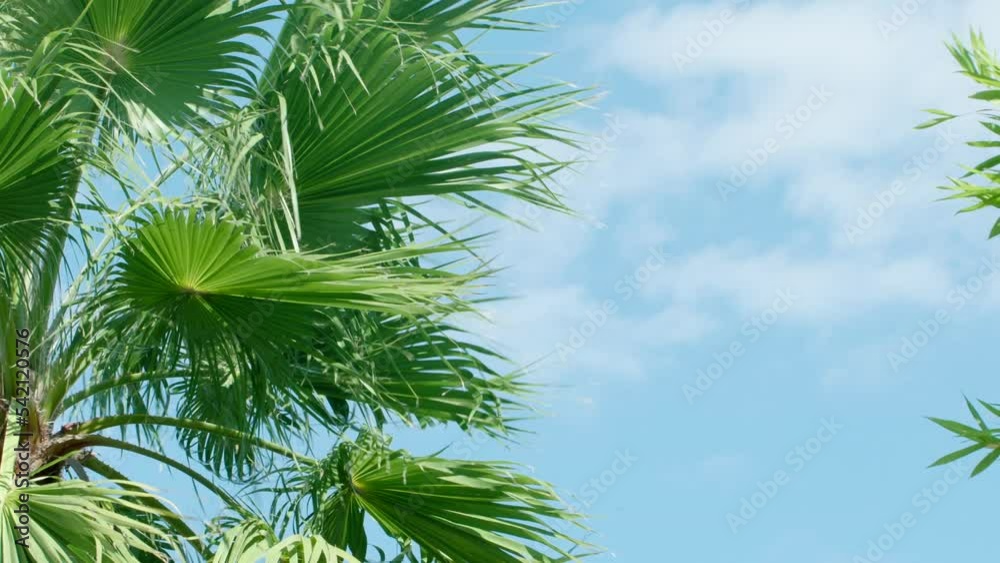 夏の青空 風に揺れる緑のヤシの葉 南国のイメージ 夏の青空 風に揺れる緑のヤシの葉 南国のイメージ