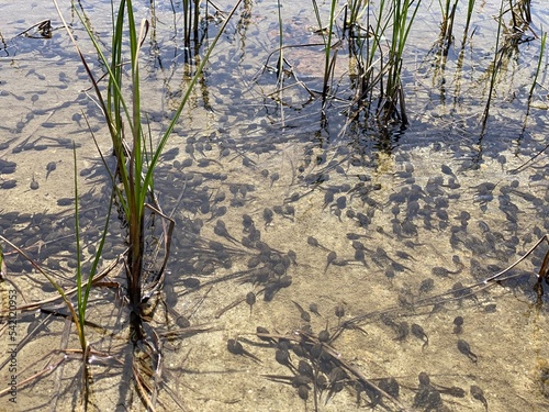 A flock of marsh brown frog tadpoles in the shallows of a clear alpine lake in the Swiss Alps and in area of the mountain Gotthard Pass  Gotthardpass   Airolo - Canton of Ticino  Tessin   Switzerland