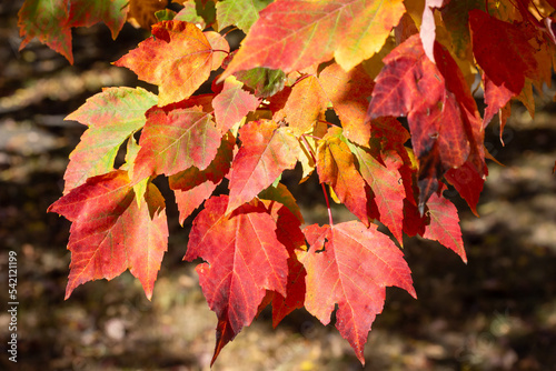 Bilde på lerret Close up texture background of colorful leaves on a red maple tree (acer rubrum)
