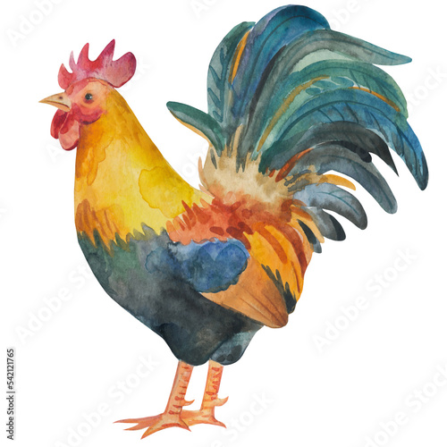 rooster isolated on white