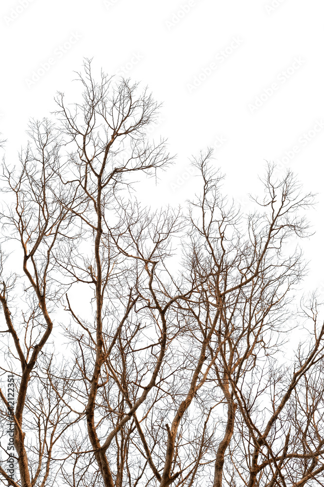 Dead tree without leaves isolated on white background. Clipping path included Dead tree without leaves isolated on white background. Clipping path included