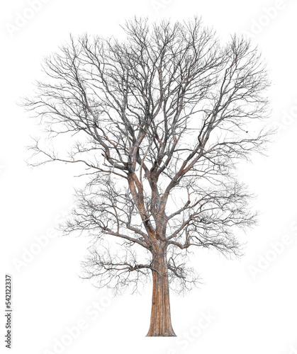 Dead tree without leaves isolated on white background. Clipping path included © Mongkon N. Thongsai