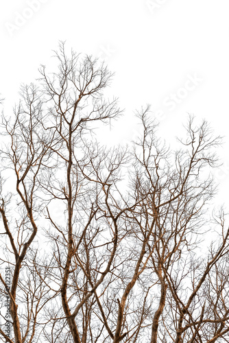 Dead tree without leaves isolated on white background. Clipping path included