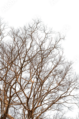 Dead tree without leaves isolated on white background. Clipping path included