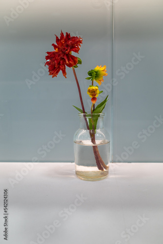 small cut flowers stand in a glass vase © karegg