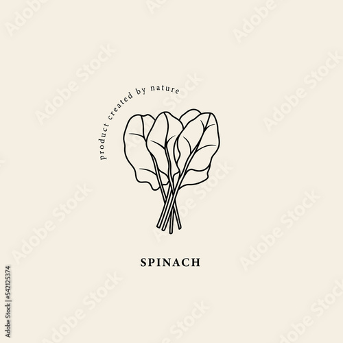 Line art spinach branch illustration