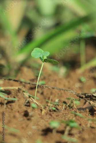 Little green seedlings growing in soil, closeup, concept of global warming.