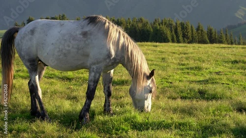 Beautiful view of a white horse eating grasss in the field