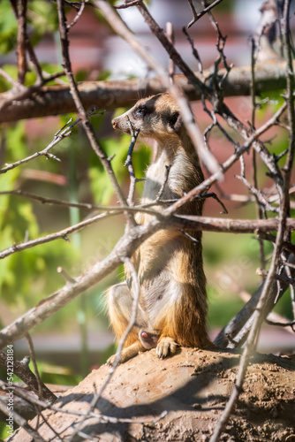Meerkat, Suricata suricatta, on hind legs. Portrait of meerkat standing on hind legs with alert expression. Portrait of a funny meerkat sitting on its hind legs.