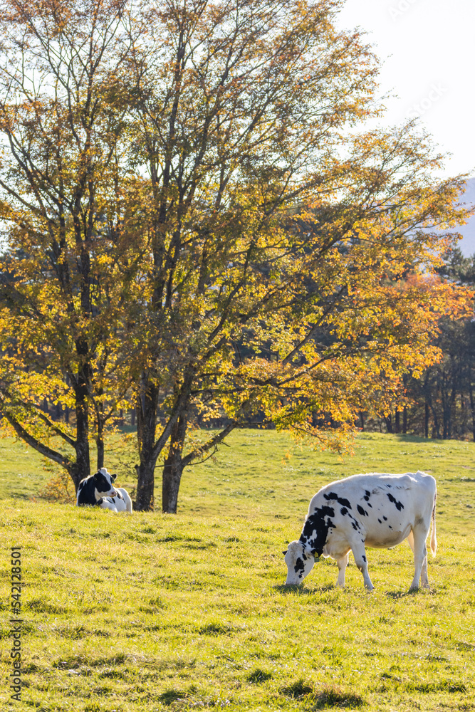 Fototapeta premium 高原の牧場風景