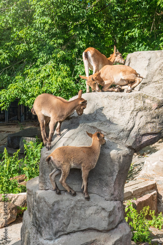 Photography Markhor goatlings jump on the rocks. Markhor, Capra falconeri