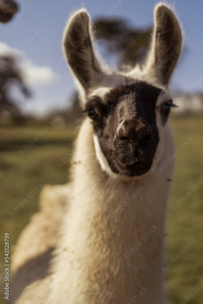 close up of a black and white llama