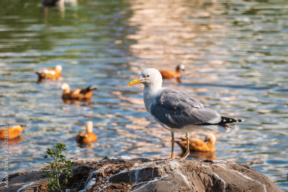 Seagull sits on stone cliff at the sea shore Seagull sits on stone cliff at the sea shore
