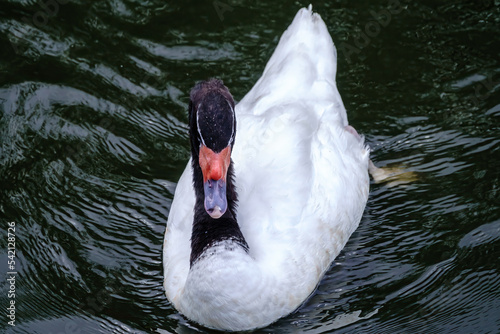 Fototapeta Naklejka Na Ścianę i Meble -  The black-necked swan, Cygnus melancoryphus, is a swan that is the largest waterfowl native to South America. The body plumage is white with a black neck and head and greyish bill
