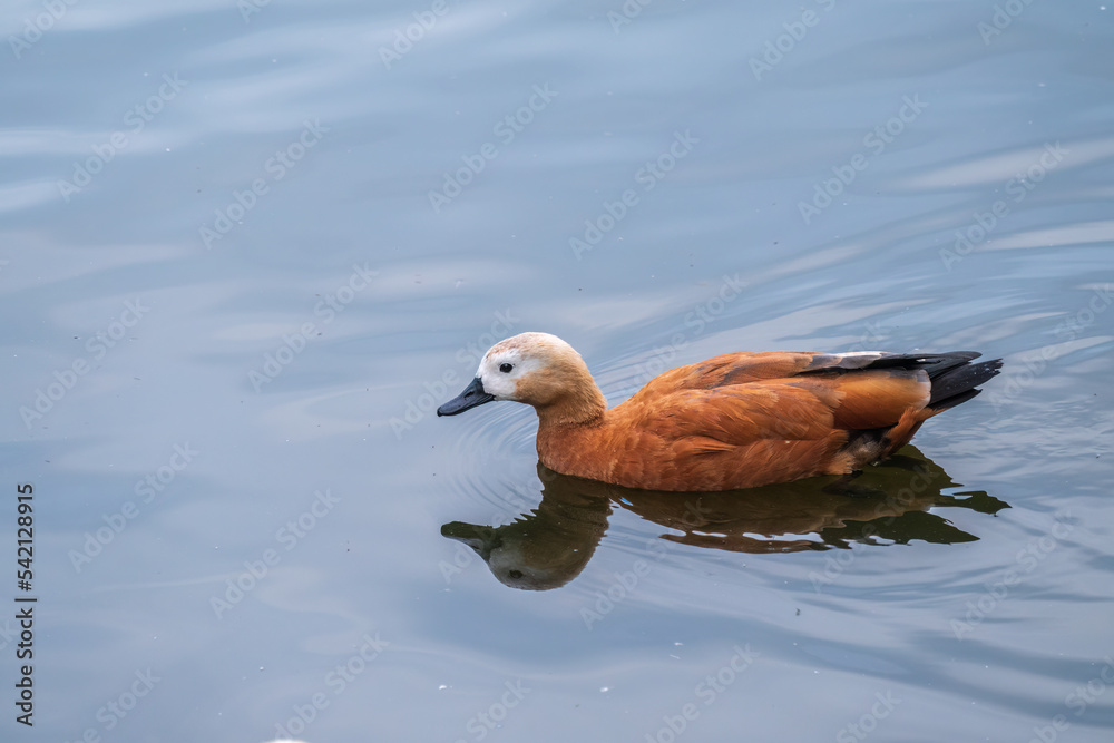 Ruddy Shelduck, or red duck, lat. Tadorna ferruginea, swimming on a lake. Ruddy Shelduck, or red duck, lat. Tadorna ferruginea, swimming on a lake.