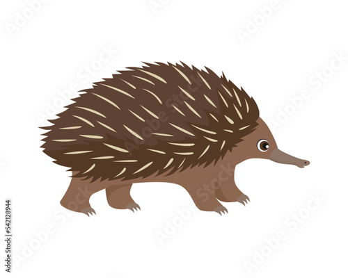 Cute cartoon Echidna isolated on white background. Vector illustration of  Australian animal in cartoon flat style.