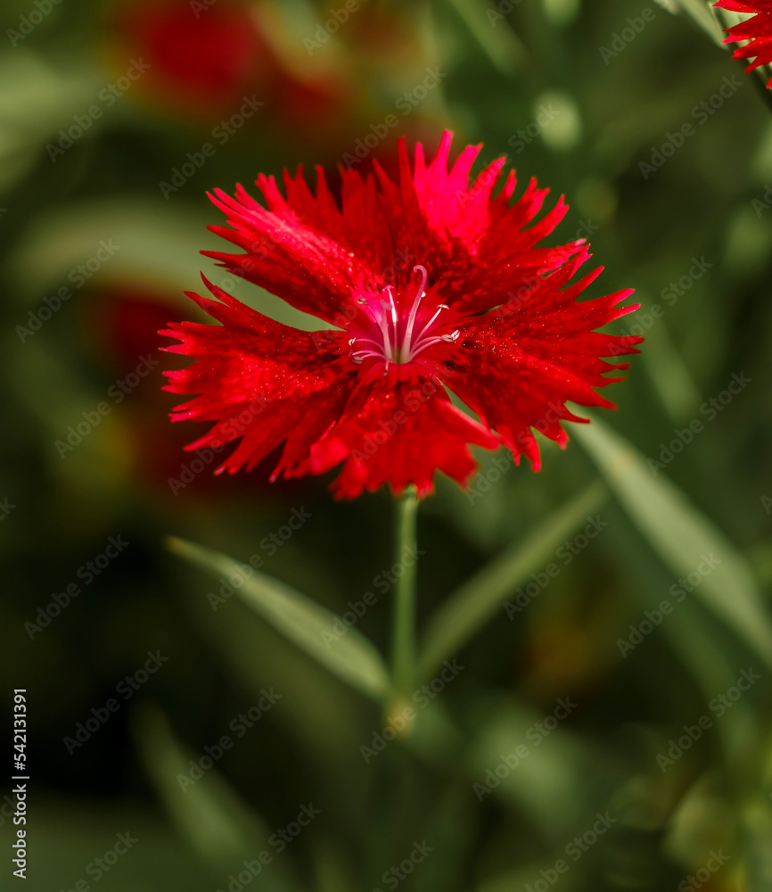 Crimson red Sweet William bloom . Vertical image . Closeup Crimson red Sweet William bloom . Vertical image . Closeup