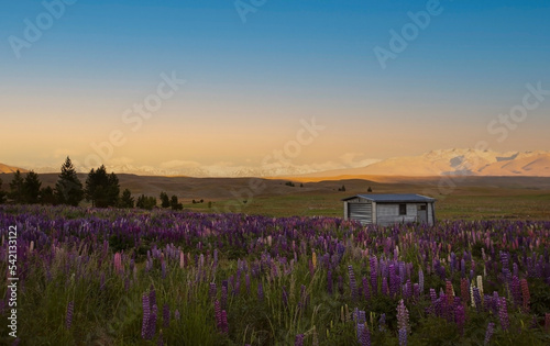 The lupine blossom field in spring season wild area as blue lake and sky mountain background